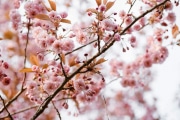 kjærestefotografering-søgne-kirsebærblomster