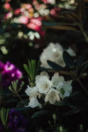 Hvit Rhododendron